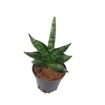 Sansevieria Boncel