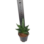 Sansevieria Boncel