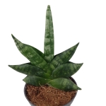 Sansevieria Boncel