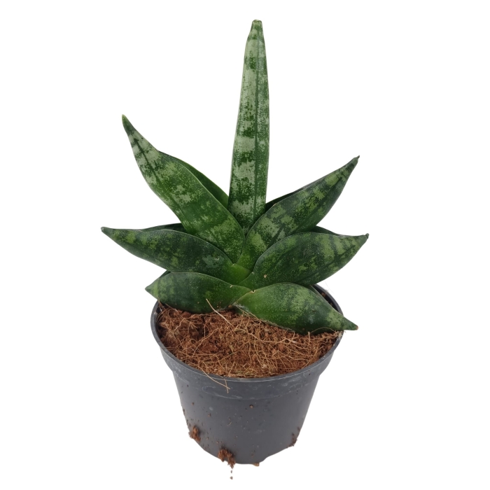 Sansevieria Boncel