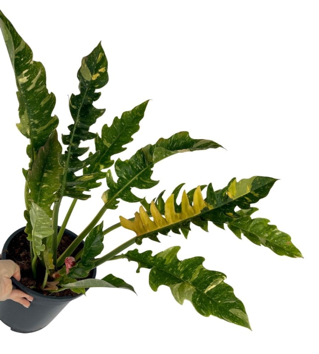 Philodendron Ring Of Fire