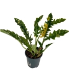 Philodendron Ring Of Fire