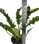 Philodendron Ring Of Fire