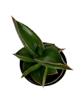 Sansevieria ehrenbergii 'Samurai'