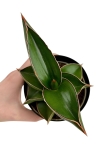 Sansevieria ehrenbergii 'Samurai'