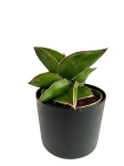 Sansevieria ehrenbergii 'Samurai'