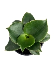 Sansevieria Star Rose