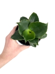Sansevieria Star Rose