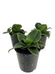 Sansevieria Star Rose