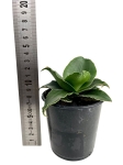 Sansevieria Star Rose