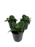 Sansevieria Star Rose