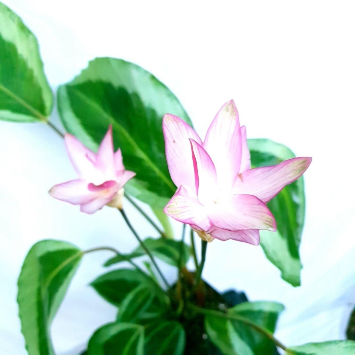 Calathea Gecko