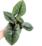 Alocasia Platinum - XL