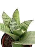 Sansevieria Hahni Silver Star