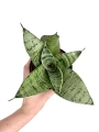 Sansevieria Hahni Silver Star