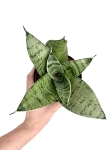 Sansevieria Hahni Silver Star