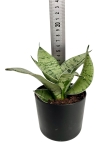 Sansevieria Hahni Silver Star