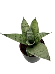 Sansevieria Hahni Silver Star