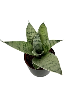 Sansevieria Hahnii Silver Star