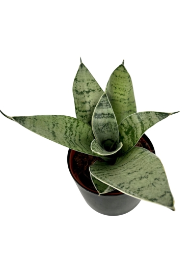 Sansevieria Hahnii Silver Star