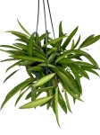 Hoya wayetii - L