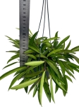 Hoya wayetii - L