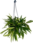 Hoya wayetii - L