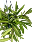 Hoya wayetii - L
