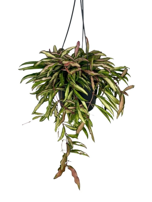 Hoya wayetii tricolor - L