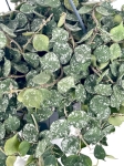 Hoya curtisi - L