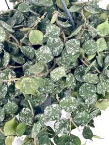 Hoya curtisii - L