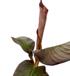 Bananowiec abisyński