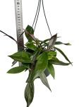 Hoya carnosa 'Dark red' - L