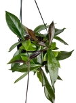Hoya carnosa 'Dark red' - L