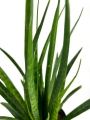 Sansevieria Kirkii Friends