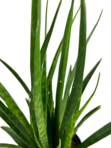 Sansevieria Kirkii Friends