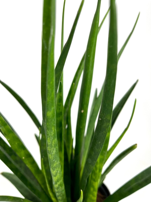 Sansevieria Kirkii Friends