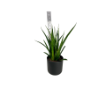 Sansevieria Kirkii Friends