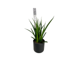 Sansevieria Kirkii Friends
