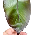 Bananowiec abisyński