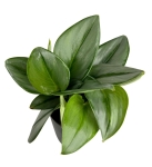 Scindapsus pictus moonlight - M