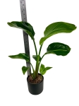 Strelitzia nicolai - L