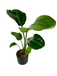 Strelitzia nicolai - L