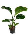 Strelitzia nicolai - L