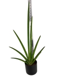 Sansevieria cylindrica Handshake - L
