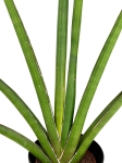 Sansevieria cylindrica Handshake - L