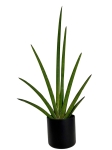 Sansevieria cylindrica Handshake - L