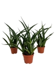 Sansevieria 'Fernwood punk'