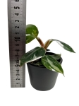 Philodendron White Knight - S