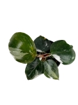 Philodendron White Knight - S